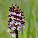Orchis pourpre