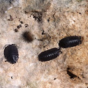 common rough woodlouse