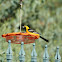 Hooded Oriole