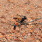 Thread-waisted Wasp