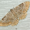 Ferguson's Scallop Shell Moth