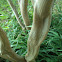 Crape Myrtle