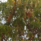 Tamarindo