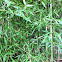 Bamboo