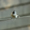 Tufted Titmouse