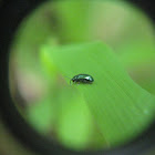 Flea Beetle