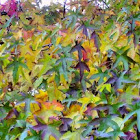 American sweet gum