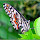 Butterflies in the Philippines