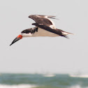 Black Skimmer