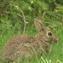 Cottontail rabbit