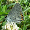 Grey Copper