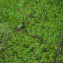 Water Moccasin