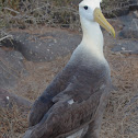 Waved Albatross