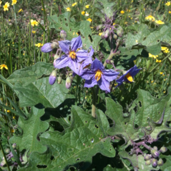 Spotting Image 1