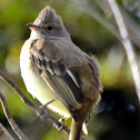 Yellow-Bellied Elaenia