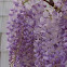 Wisteria
