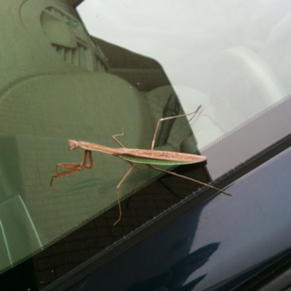 Spotting Image 1