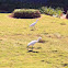 Cattle Egret