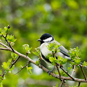 great tit