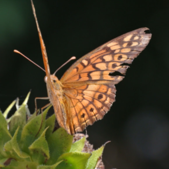 Spotting Image 1