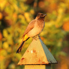 Bulbul Black-eyed