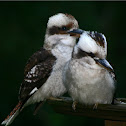Laughing Kookaburras