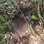 Field mouse