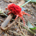Velvet Mite
