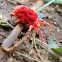 Velvet Mite