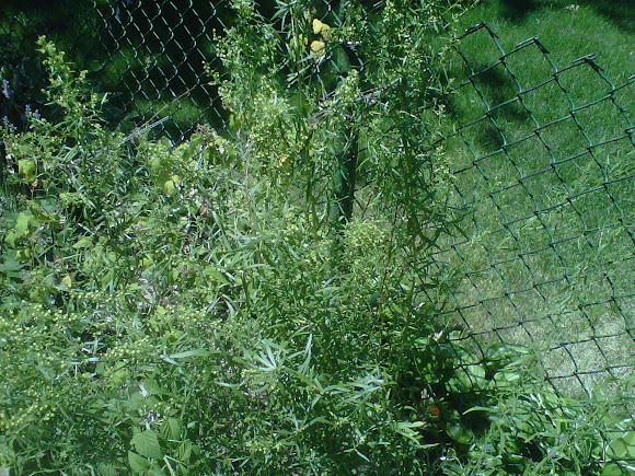 Spotting Image 1