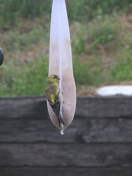 Spotting Image 1