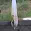 American Goldfinch - molting