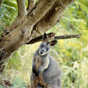 Brush-tailed Rock-wallaby