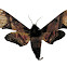 Mango Hawkmoth