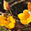 Savannas flower