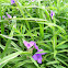 Spiderwort