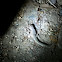 Common Side-blotched Lizard