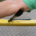 Banded Demoiselle