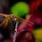 Crimson Dropwing