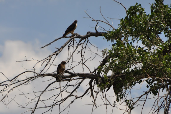 Spotting Image 1