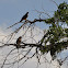 Red-Tailed Hawk