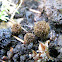 Fluted Bird's Nest