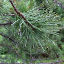 Eastern White Pine