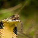 King Cobra