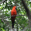 Australian King Parrot