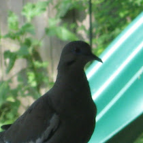 Organisms of San Antonio and the surrounding area