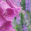 Digitalis