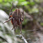 Araña Eriophora - Eriophora Spider