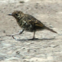 Ground Thrush