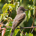 Great Crested Flycatcher